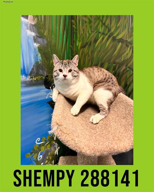 SHEMPY - Domestic Short Hair available for adoption