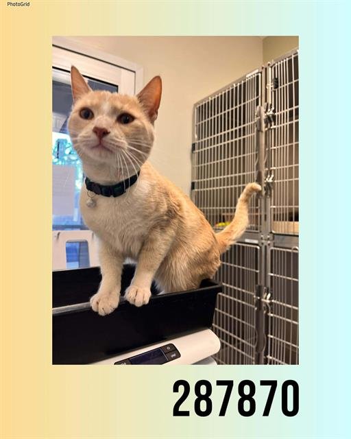 SIMON - Domestic Short Hair available for adoption