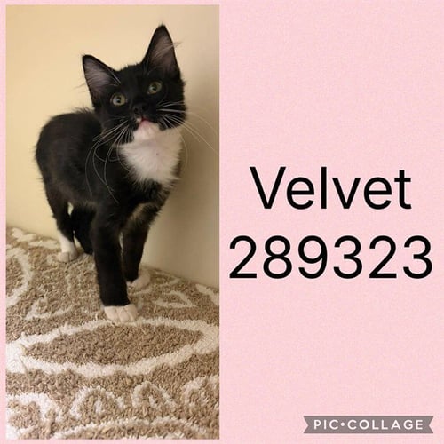 VELVET - Domestic Short Hair for adoption in Macon