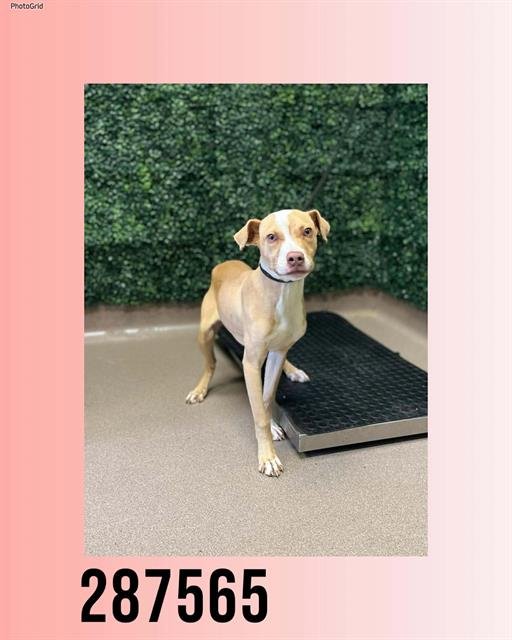 GRACE - Bulldog available for adoption