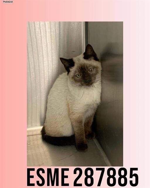ESME - Siamese available for adoption
