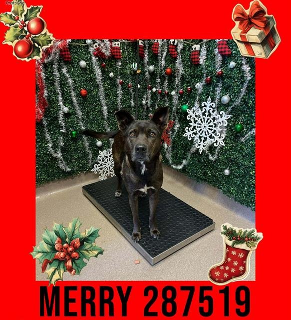 MERRY - German Shepherd Dog available for adoption
