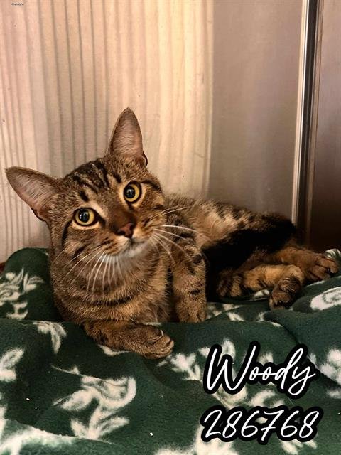 WOODY - Domestic Short Hair available for adoption