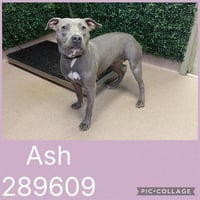 ASH - Photo 1