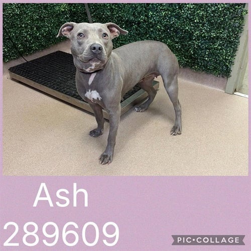 ASH - Pit Bull Terrier available for adoption