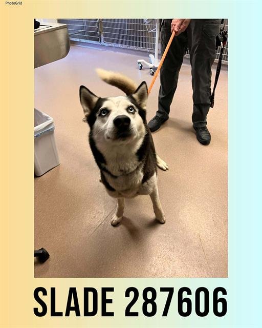 SLADE - Siberian Husky available for adoption