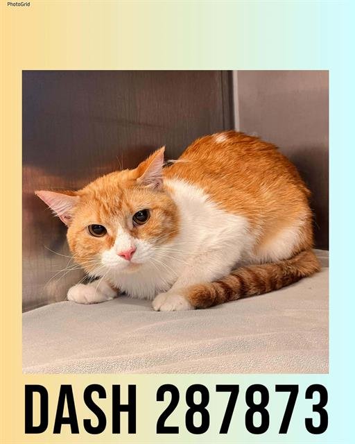 DASH - Domestic Short Hair available for adoption