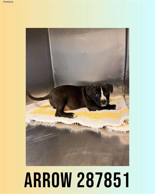 ARROW - Bulldog available for adoption