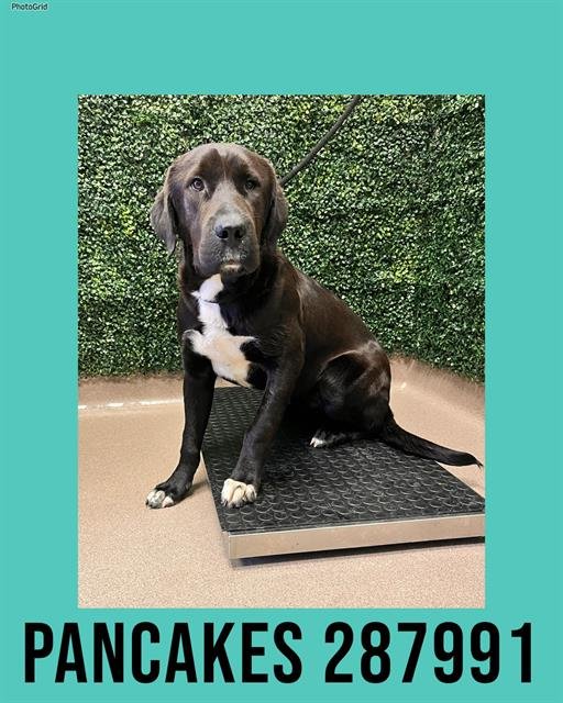 PANCAKES - Labrador Retriever available for adoption