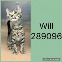 WILL - Photo 1