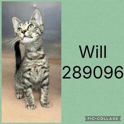 WILL - Domestic Short Hair for adoption in Macon