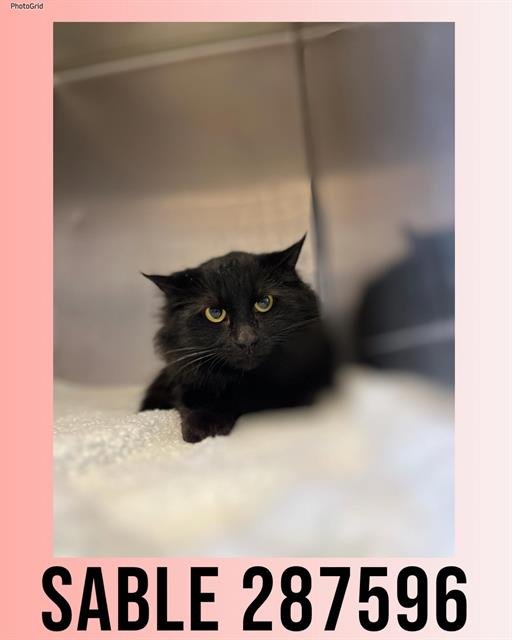 SABLE - Domestic Medium Hair available for adoption