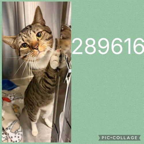 COBWEB - Domestic Short Hair available for adoption