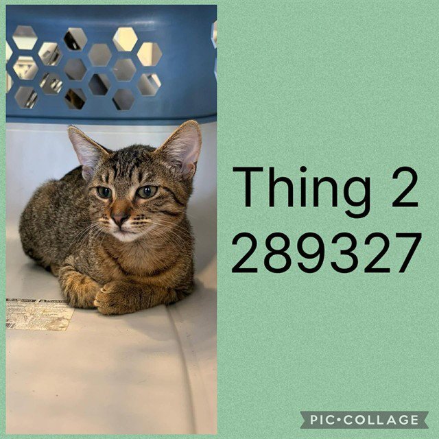 THING 2 Image