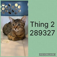 THING 2 - Photo 1