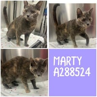 MARTY - Photo 1