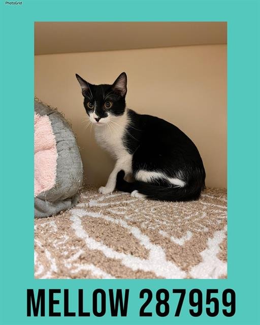 MELLOW - Domestic Short Hair available for adoption