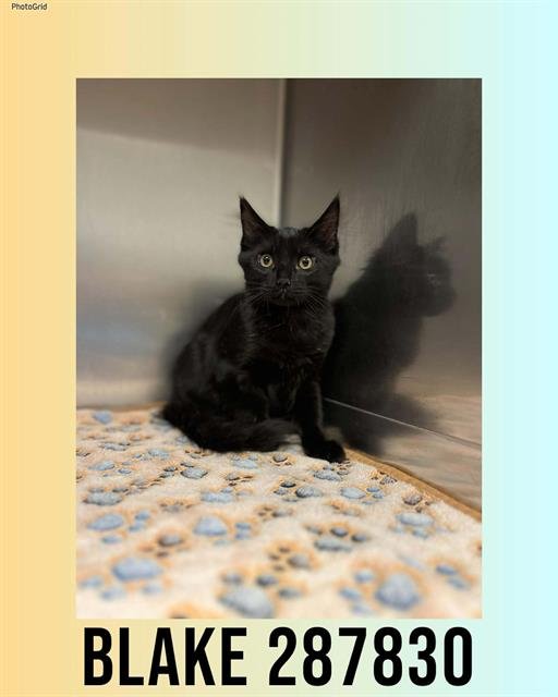 BLAKE - Domestic Medium Hair available for adoption