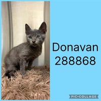 DONAVAN - Photo 1