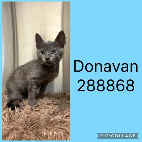 DONAVAN - Domestic Short Hair for adoption in Macon