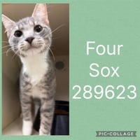 FOUR SOX - Photo 1