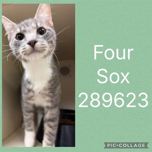 FOUR SOX - Domestic Medium Hair available for adoption