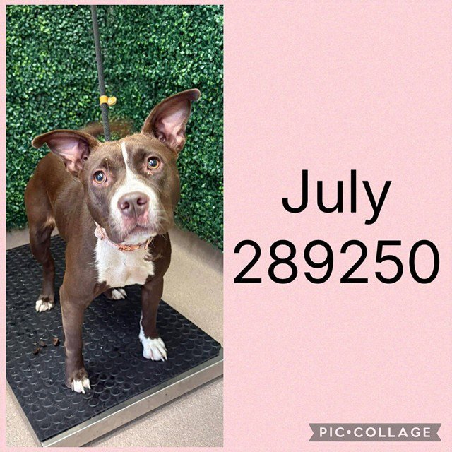 JULY Image