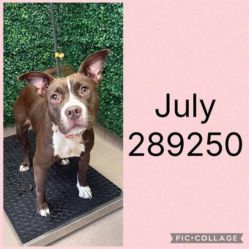 JULY - Pit Bull Terrier for adoption in Macon