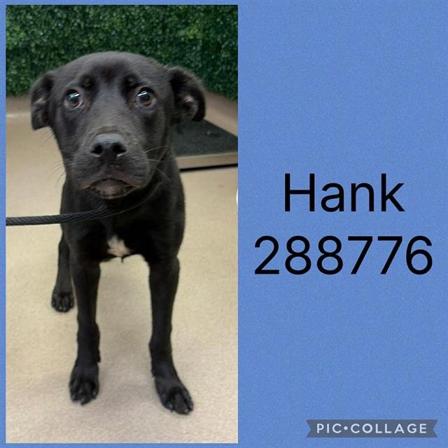 HANK Image