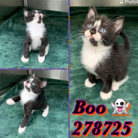 BOO - Domestic Short Hair available for adoption