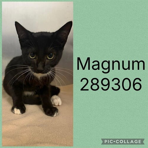 MAGNUM - Domestic Short Hair for adoption in Macon