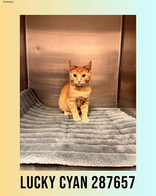 LUCKY CYAN - Domestic Short Hair available for adoption