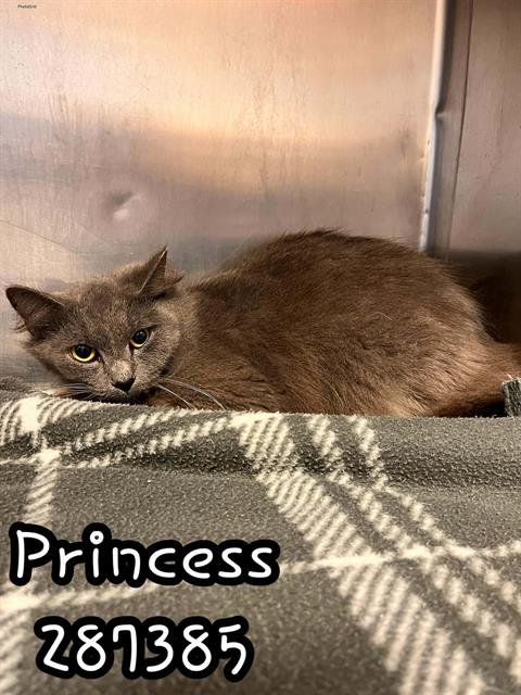 PRINCESS - Domestic Short Hair available for adoption