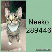 NEEKO - Photo 1