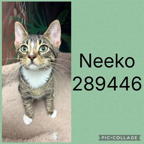 NEEKO - Domestic Short Hair for adoption in Macon