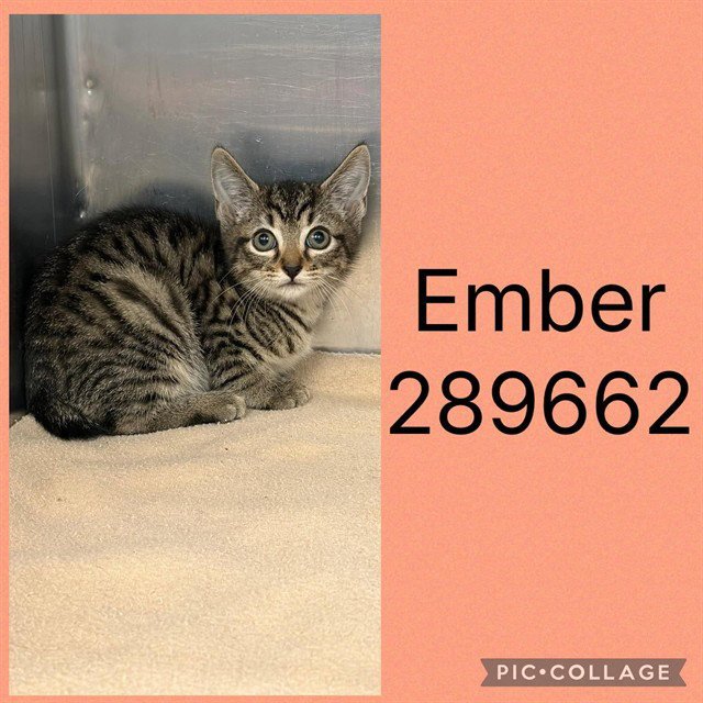EMBER Image