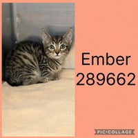EMBER - Photo 1