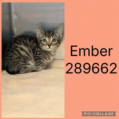 EMBER - Domestic Short Hair available for adoption