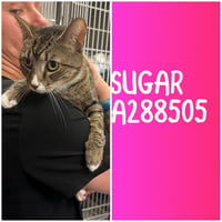 SUGAR - Photo 1