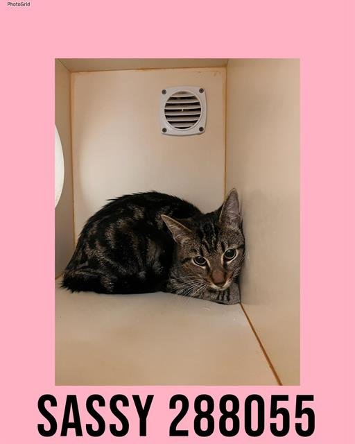 SASSY - Domestic Short Hair available for adoption