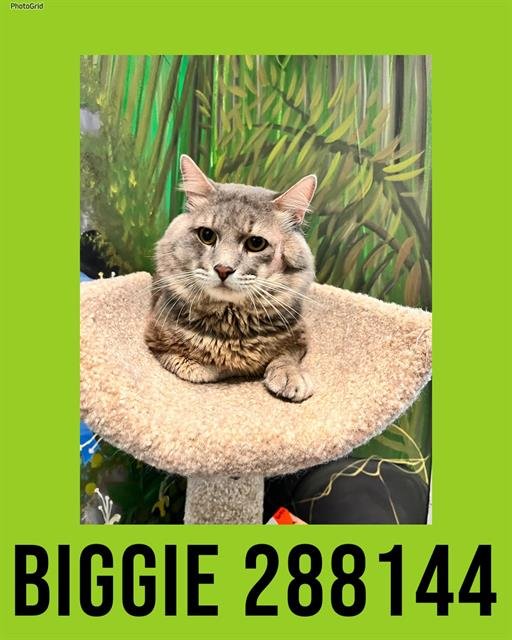 BIGGIE - Domestic Short Hair available for adoption