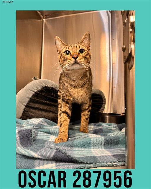 OSCAR - Domestic Short Hair available for adoption