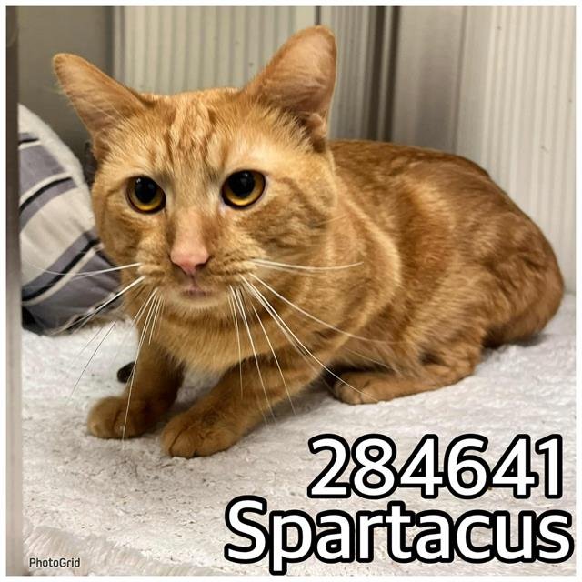 SPARTACUS - Domestic Short Hair for adoption in Macon