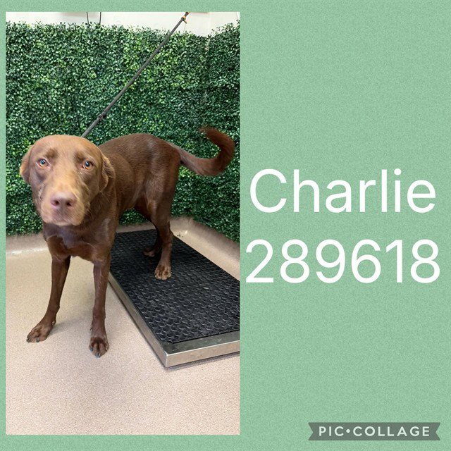CHARLIE Image