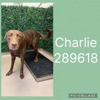 CHARLIE - Photo 1