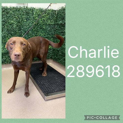 CHARLIE - Labrador Retriever available for adoption