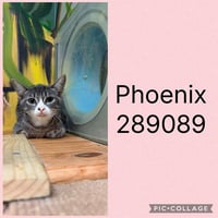 PHOENIX - Photo 1