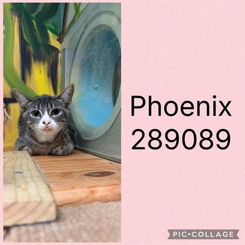 PHOENIX - Domestic Short Hair for adoption in Macon