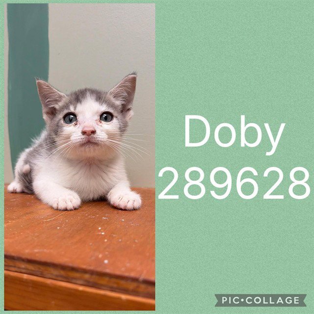 DOBY Image