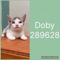 DOBY - Photo 1